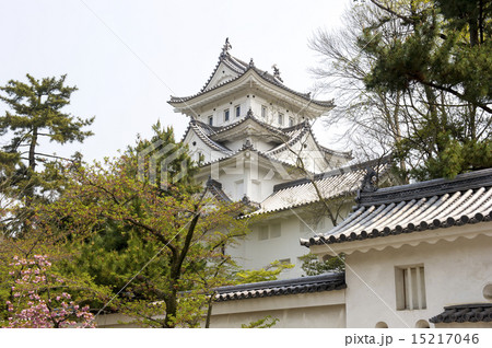 大垣城、4月 大垣城、4月 15217046