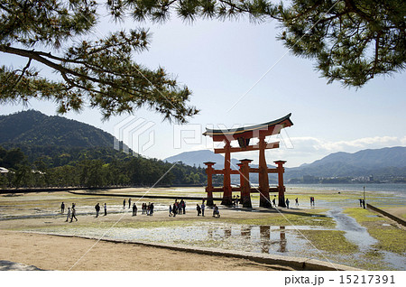 干潮の厳島神社、大鳥居 15217391