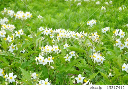 わるなすびシリーズ わるなすびシリーズ 15217412