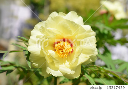 牡丹　ゴールデンアイルズ 15217429