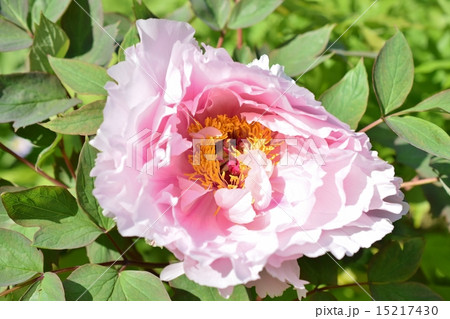 牡丹　御所桜 15217430