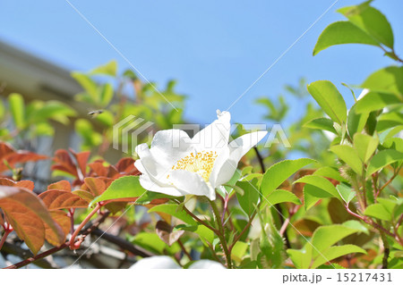 ナニワイバラ 15217431