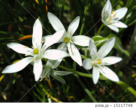 オオアマナの花 オオアマナの花 15217748