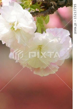 松月桜 松月桜 15217795