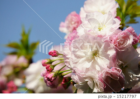 松月桜 15217797