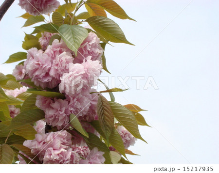 八重桜と空 八重桜と空 15217935