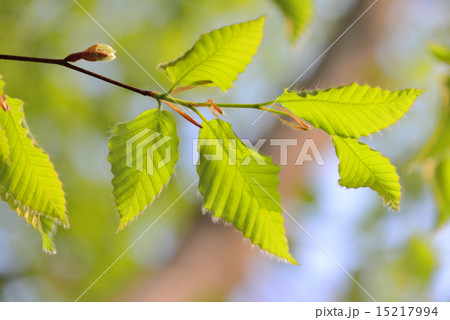 ブナの若葉 15217994