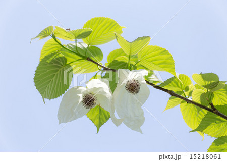 ハンカチノキ ハンカチノキ 15218061