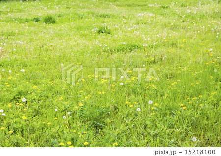 春の野の花 春の野の花 15218100