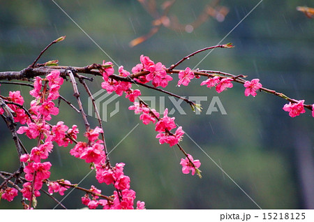 花桃 花言葉 恋の虜 Hana Peachの写真素材