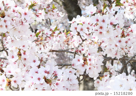 桜 桜 15218280