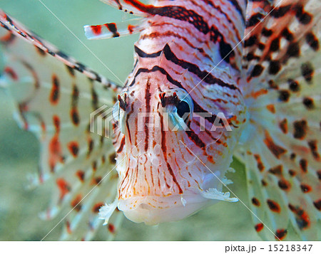 ドヤ顔 ドヤ顔 15218347