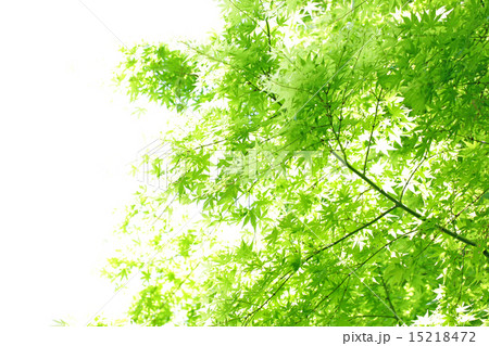 新緑の季節 15218472