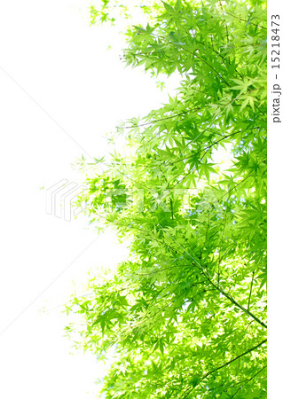 新緑の季節 15218473