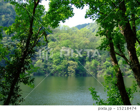 奥矢作湖の雑木林 15218474