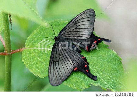 羽化途中のジャコウアゲハ 羽化途中のジャコウアゲハ 15218581