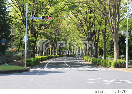 街路樹のトンネル 15218706