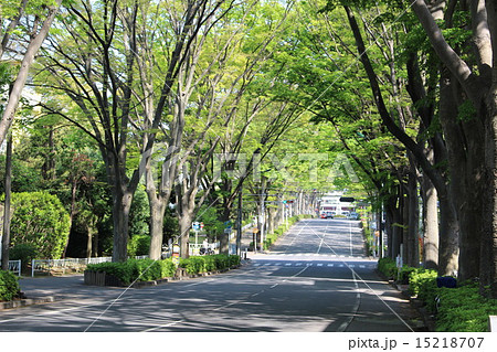 新緑の並木道 新緑の並木道 15218707