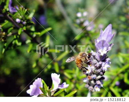 ラベンダーの蜜を吸うミツバチ ラベンダーの蜜を吸うミツバチ 15218812