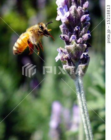 ラベンダーの蜜を吸うミツバチ 15218813
