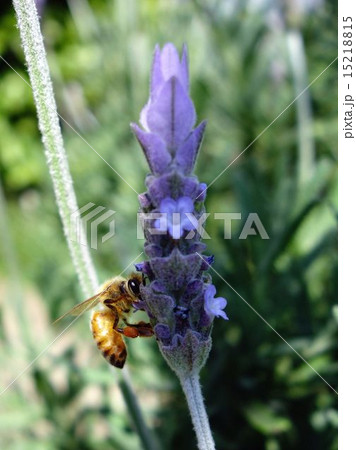 ラベンダーの蜜を吸うミツバチ 15218815