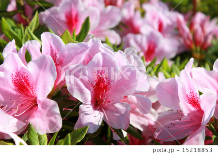 ツツジ 15218853