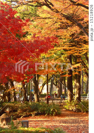 紅葉 紅葉 15218926