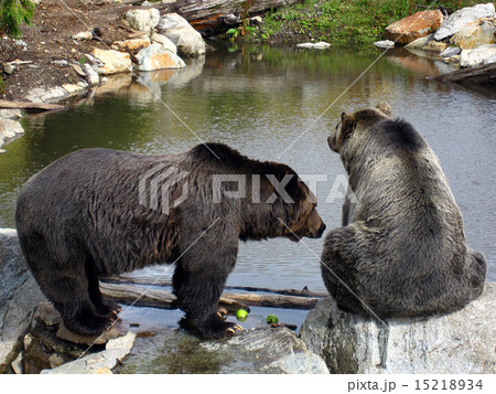 クマの夫婦 クマの夫婦 15218934