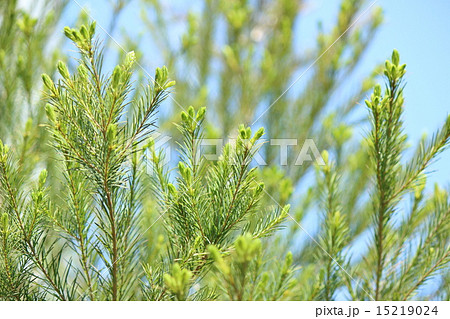 ティートリー 15219024