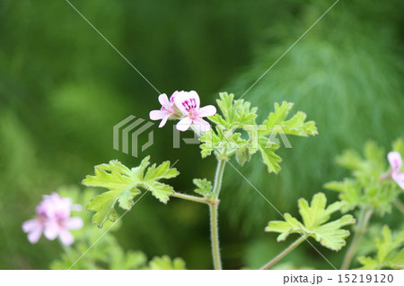 ローズゼラニウム 15219120