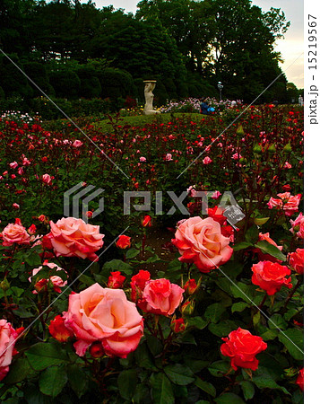 咲き乱れる薔薇「チェリッシュ」（バラ園･神代植物公園／東京都調布市） 15219567