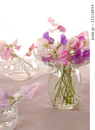 Sweet peas flower 15219654