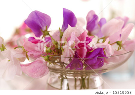 Sweet peas flower 15219658