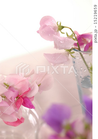 Sweet peas flower 15219659