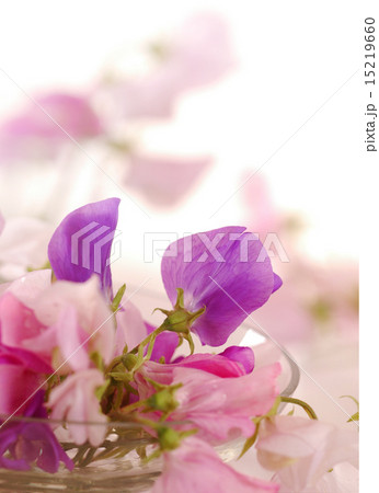 Sweet peas flower 15219660