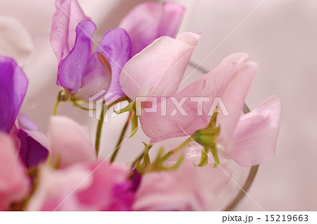 Sweet peas flower 15219663