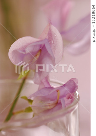 Sweet peas flower 15219664