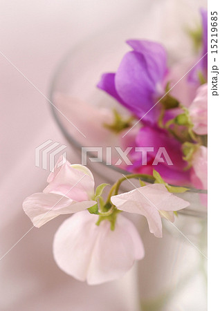 Sweet peas flower 15219685