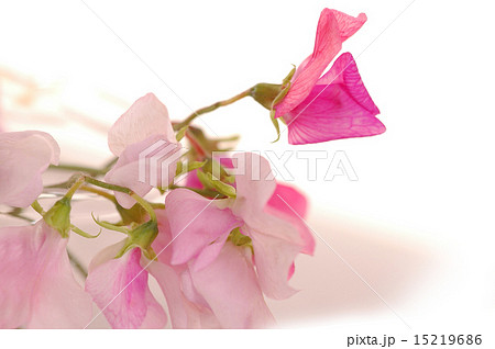 Sweet peas flower 15219686