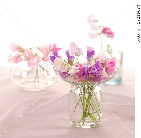 Sweet peas flower 15219688