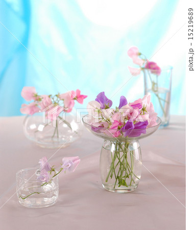 Sweet peas flower 15219689