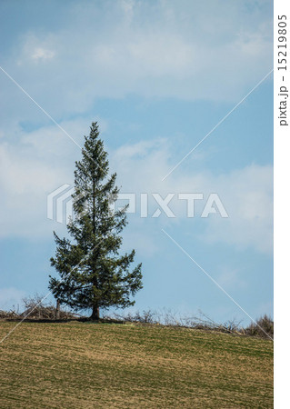 一本の針葉樹 （北見市）の写真素材 [15219805] - PIXTA