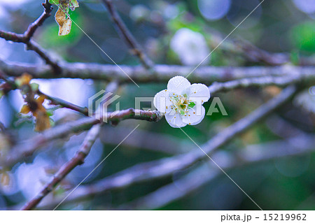 Spring background. Blur and bokeh. Selective focus 15219962