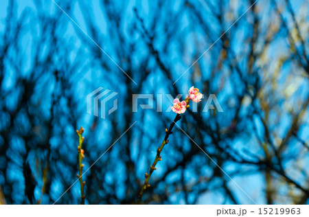 Spring background. Blur and bokeh. Selective focus Spring background. Blur and bokeh. Selective focus 15219963