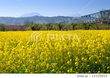 菜の花畑 菜の花畑 15220054