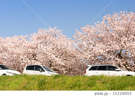 桜と車 桜と車 15220055