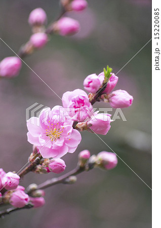 花桃　ピンク 15220085