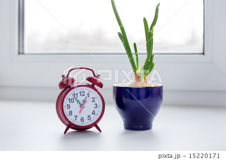 Sprouting onion in a glass and clock 15220171