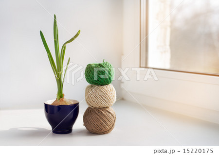 Sprouting onion and three skeins of thread Sprouting onion and three skeins of thread 15220175