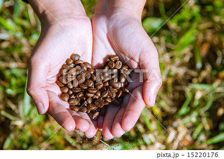 Fresh roasted coffee beans on hand  15220176